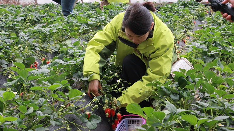 醒春時光，共赴“莓”好|青島中新華美塑料有限公司女神節(jié)活動圓滿舉行
